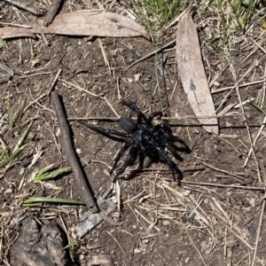 Hadronyche sp. (genus) at Cotter River, ACT - 18 Nov 2021