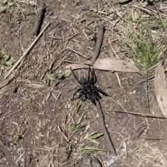 Hadronyche sp. (genus) at Cotter River, ACT - 18 Nov 2021