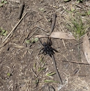 Hadronyche sp. (genus) at Cotter River, ACT - 18 Nov 2021 02:20 PM