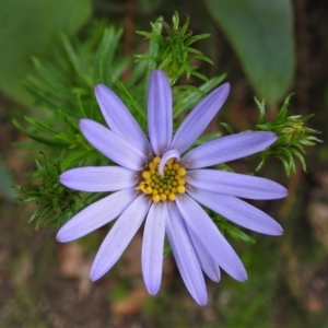 Olearia tenuifolia at Paddys River, ACT - 23 Nov 2021