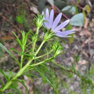 Olearia tenuifolia at Paddys River, ACT - 23 Nov 2021