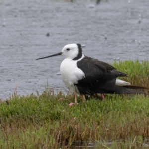 Himantopus leucocephalus at Fyshwick, ACT - 24 Nov 2021 11:18 AM