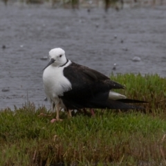 Himantopus leucocephalus at Fyshwick, ACT - 24 Nov 2021 11:18 AM