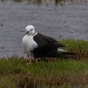 Himantopus leucocephalus at Fyshwick, ACT - 24 Nov 2021 11:18 AM