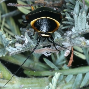 Ellipsidion australe at Hackett, ACT - 23 Nov 2021