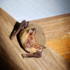Nyctophilus sp. (genus) (A long-eared bat) at QPRC LGA - 22 Nov 2021 by Paul4K