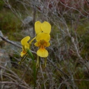 Diuris aurea at Boro, NSW - suppressed