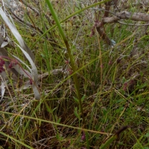 Diuris aurea at Boro, NSW - suppressed