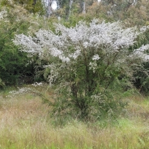 Gaudium brevipes at Stromlo, ACT - 24 Nov 2021