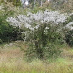 Leptospermum brevipes (Grey Tea-tree) at Stromlo, ACT - 24 Nov 2021 by tpreston