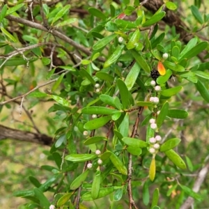 Gaudium brevipes at Stromlo, ACT - 24 Nov 2021