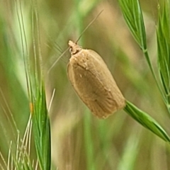 Epiphyas caryotis (A Tortricid moth) at Block 402 - 24 Nov 2021 by trevorpreston