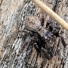 Servaea sp. (genus) (Unidentified Servaea jumping spider) at Block 402 - 24 Nov 2021 by trevorpreston