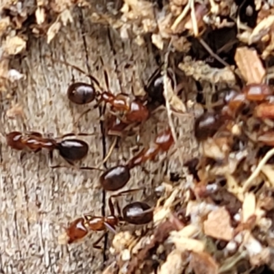 Papyrius sp. (genus) (A Coconut Ant) at Stromlo, ACT - 24 Nov 2021 by trevorpreston