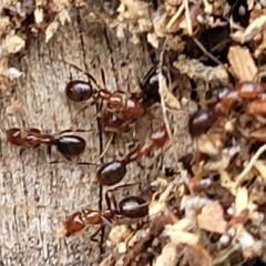 Papyrius sp. (genus) (A Coconut Ant) at Stromlo, ACT - 24 Nov 2021 by tpreston