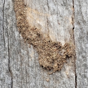 Papyrius sp. (genus) at Stromlo, ACT - suppressed