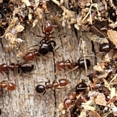 Papyrius sp. (genus) at Stromlo, ACT - suppressed