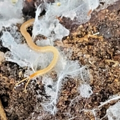 Geophilomorpha sp. (order) (Earth or soil centipede) at Block 402 - 24 Nov 2021 by trevorpreston