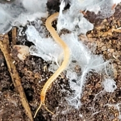 Geophilomorpha sp. (order) at Stromlo, ACT - 24 Nov 2021 11:15 AM