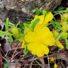 Hibbertia obtusifolia (Grey Guinea-flower) at Stromlo, ACT - 24 Nov 2021 by trevorpreston