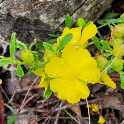 Hibbertia obtusifolia (Grey Guinea-flower) at Block 402 - 24 Nov 2021 by trevorpreston
