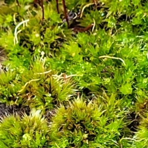 Rosulabryum sp. at Stromlo, ACT - 24 Nov 2021 11:16 AM