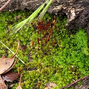 Rosulabryum sp. at Stromlo, ACT - 24 Nov 2021 11:16 AM