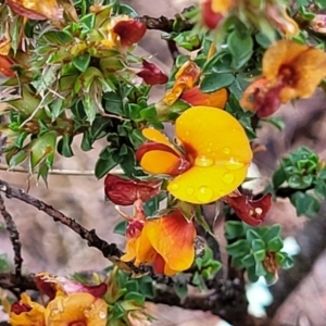 Pultenaea procumbens at Stromlo, ACT - 24 Nov 2021