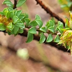 Pultenaea procumbens at Stromlo, ACT - 24 Nov 2021