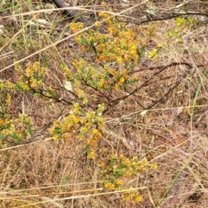 Pultenaea procumbens at Stromlo, ACT - 24 Nov 2021