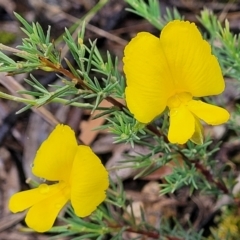 Gompholobium huegelii (pale wedge–pea) at Stromlo, ACT - 24 Nov 2021 by tpreston