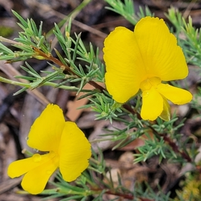 Gompholobium huegelii (Pale Wedge Pea) at Piney Ridge - 24 Nov 2021 by tpreston