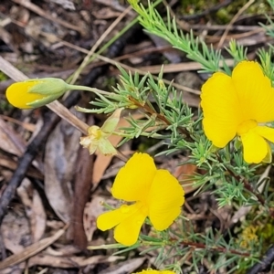 Gompholobium huegelii at Stromlo, ACT - 24 Nov 2021 11:23 AM