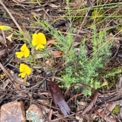 Gompholobium huegelii at Stromlo, ACT - 24 Nov 2021