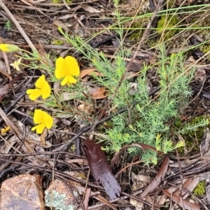 Gompholobium huegelii at Stromlo, ACT - 24 Nov 2021 11:23 AM