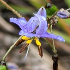 Dianella revoluta (Black-Anther Flax Lily) at Block 402 - 24 Nov 2021 by trevorpreston