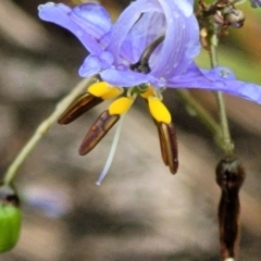 Dianella revoluta at Stromlo, ACT - 24 Nov 2021 11:25 AM