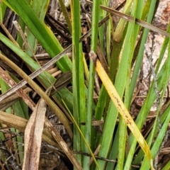 Dianella revoluta at Stromlo, ACT - 24 Nov 2021 11:25 AM