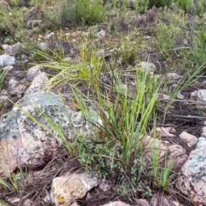 Dianella revoluta at Stromlo, ACT - 24 Nov 2021 11:25 AM