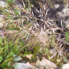 Austrostipa scabra (Corkscrew Grass, Slender Speargrass) at Block 402 - 24 Nov 2021 by trevorpreston