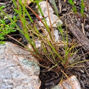 Austrostipa scabra at Stromlo, ACT - 24 Nov 2021