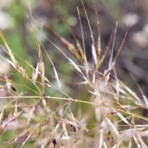 Austrostipa scabra at Stromlo, ACT - 24 Nov 2021