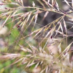 Austrostipa scabra at Stromlo, ACT - 24 Nov 2021