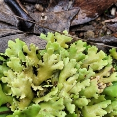 Heterodea sp. (A lichen) at Stromlo, ACT - 24 Nov 2021 by tpreston