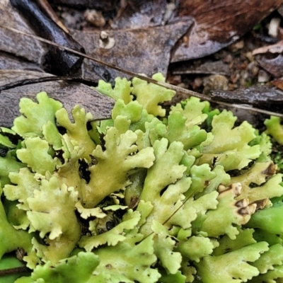 Heterodea sp. (A lichen) at Piney Ridge - 24 Nov 2021 by tpreston
