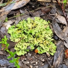 Heterodea sp. at Stromlo, ACT - 24 Nov 2021