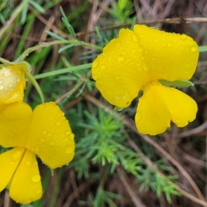 Gompholobium huegelii at Stromlo, ACT - 24 Nov 2021