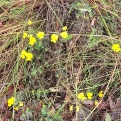 Gompholobium huegelii at Stromlo, ACT - 24 Nov 2021