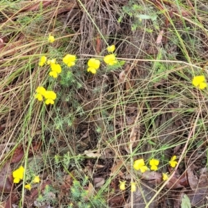 Gompholobium huegelii at Stromlo, ACT - 24 Nov 2021