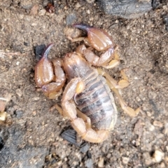 Urodacus manicatus (Black Rock Scorpion) at Block 402 - 24 Nov 2021 by trevorpreston